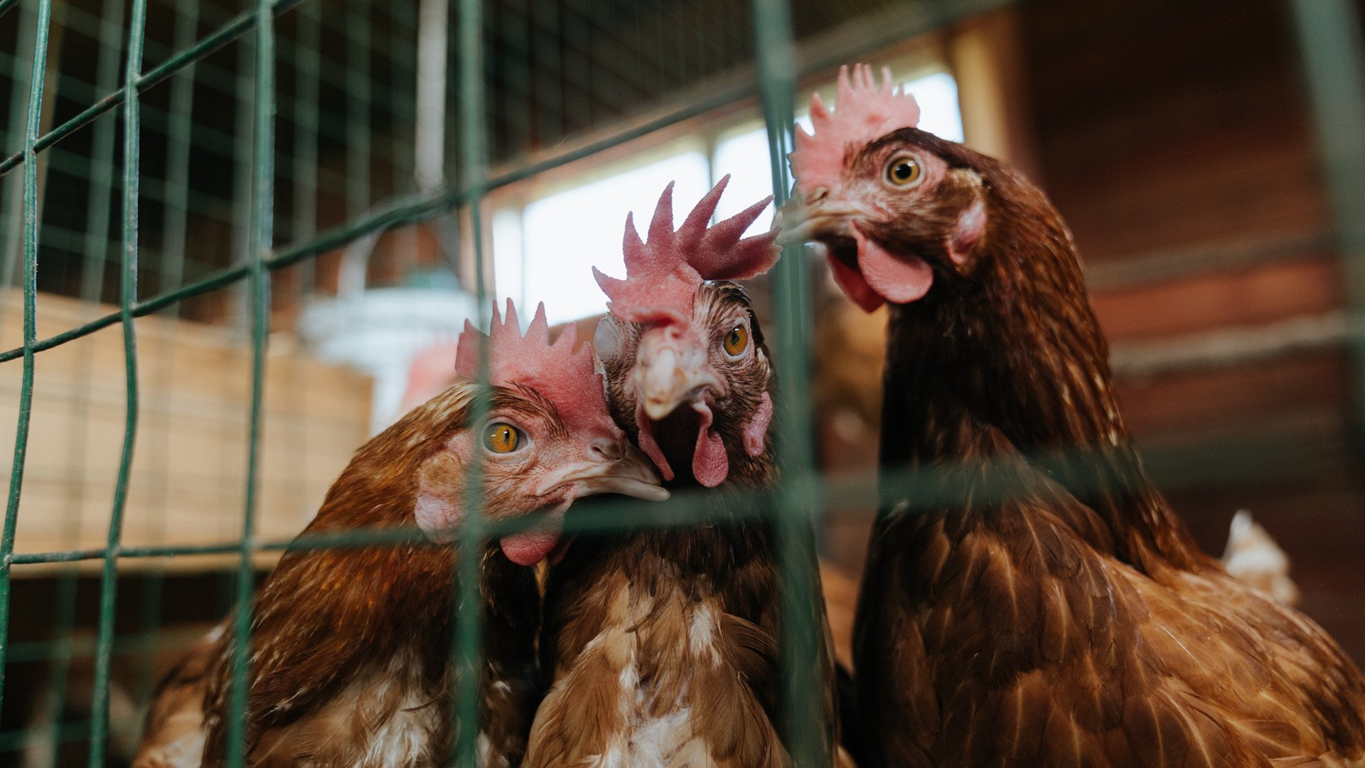 文化倒计时跑，融合传统的创新运动