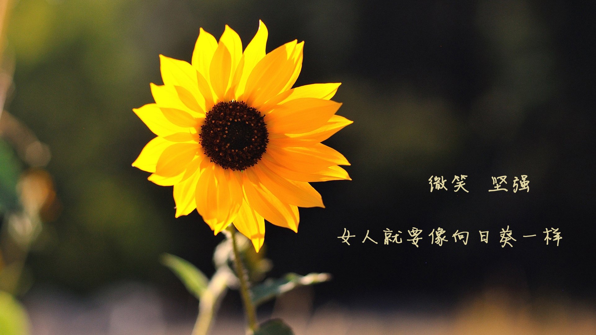 中超联赛观众人数回升,球迷热情高涨,中超联赛 观众